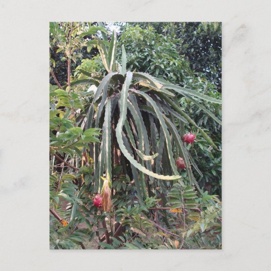 Plant van drakenvruchten briefkaart (Voorkant)
