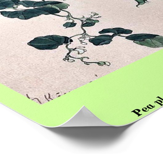 Plant van erwten waarop wijnstokbloemen en bloesem poster (Hoek)