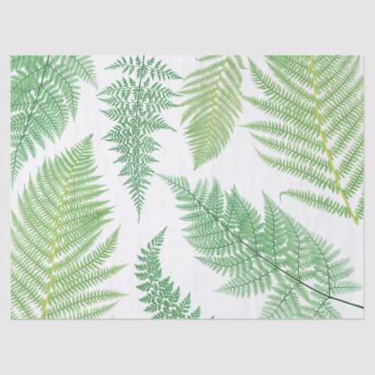 Plant van Fern Botanische loszijde Tissuepapier (Voorkant)