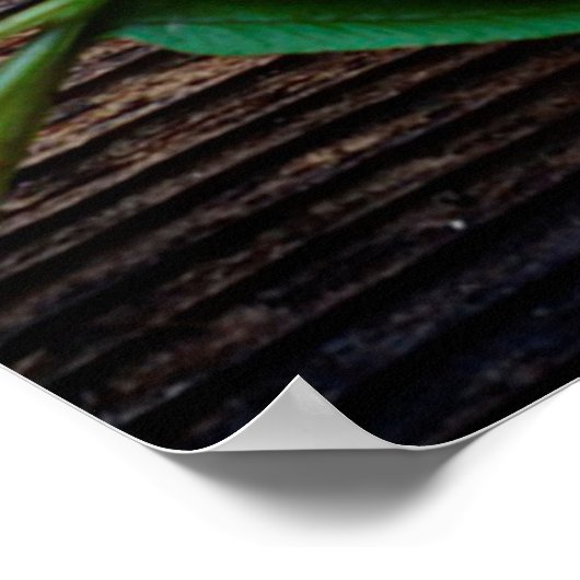 Plant van fern poster (Hoek)