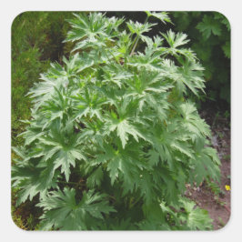 Plant van geïsoleerde tuin vierkante sticker