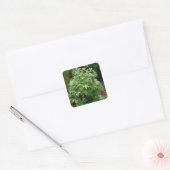 Plant van geïsoleerde tuin vierkante sticker (Envelop)