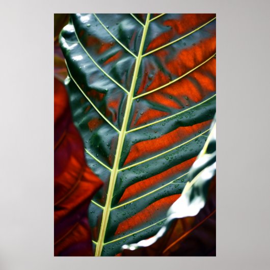 Plant van groene bladeren poster (Voorkant)