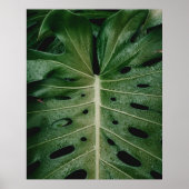 Plant van groene bladeren poster (Voorkant)