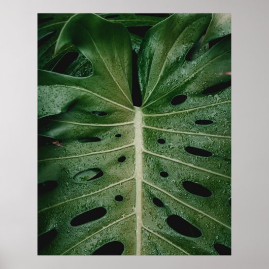 Plant van groene bladeren poster (Voorkant)