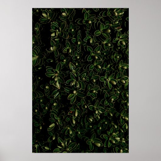 Plant van groene bladeren poster (Voorkant)