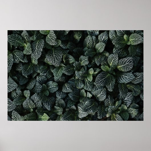Plant VAN GROENEN EN WITTE LEZEN Poster (Voorkant)