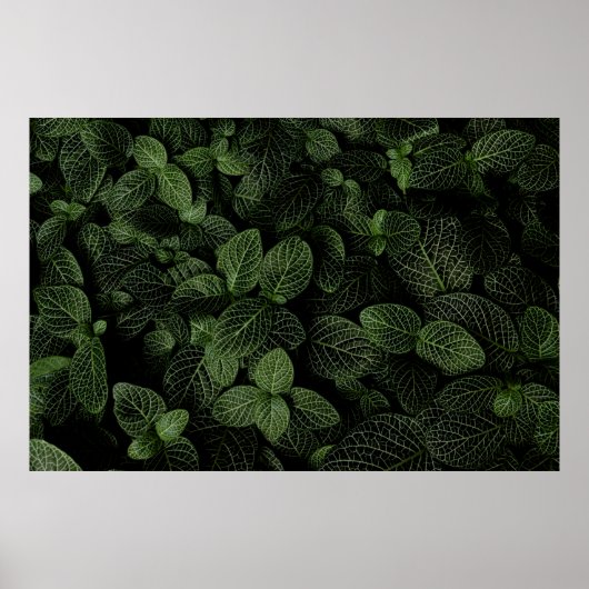 Plant VAN GROENEN EN WITTE LEZEN Poster (Voorkant)