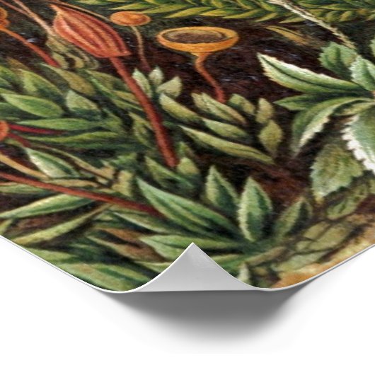  Plant van Haeckel - Life Print (Hoek)