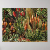 Plant van Haeckel - Life Print (Voorkant)