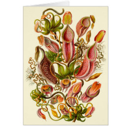Plant van Haeckel Pitcher Illustratie All-Occasion