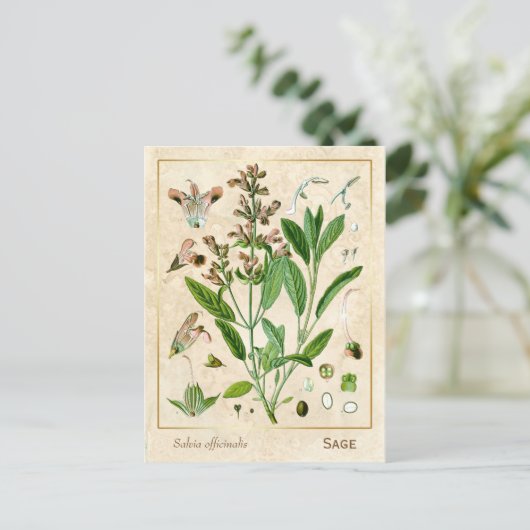  Plant van het kruidengeneesmiddel Botanisch Briefkaart (Staand voorkant)