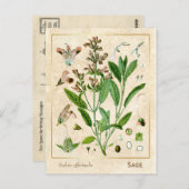 Plant van het kruidengeneesmiddel Botanisch Briefkaart (Voorkant / Achterkant)