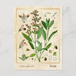 Plant van het kruidengeneesmiddel Botanisch Briefkaart