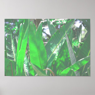 Plant van het type Groene bladbanaan verlaat paste Poster