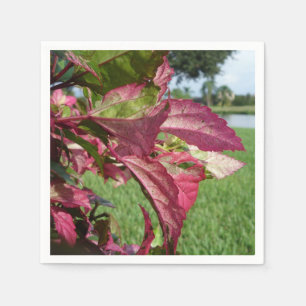 Plant van Hibiscus "Fire and Ice" Servet