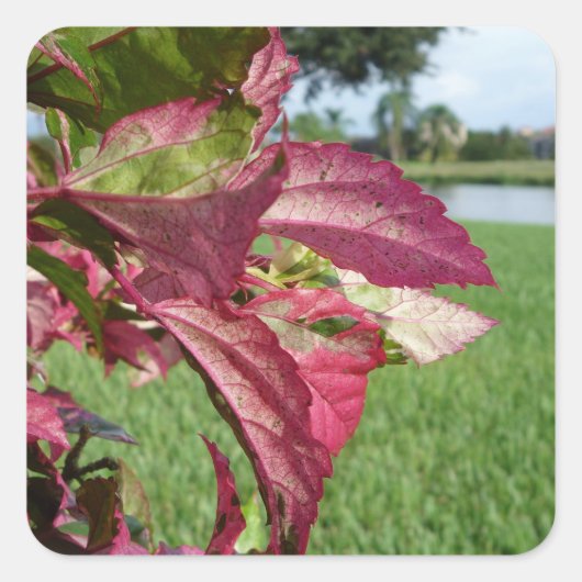 Plant van Hibiscus "Fire and Ice" Vierkante Sticker (Voorkant)