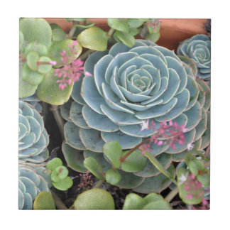 Plant van kippen en kippen tegeltje