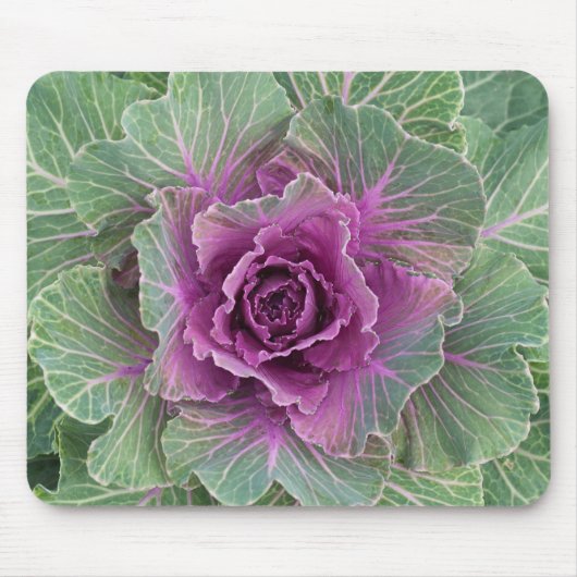 Plant van kool muismat (Voorkant)