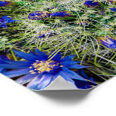 Plant van prachtige blauwe bloeiende cactus poster (Hoek)