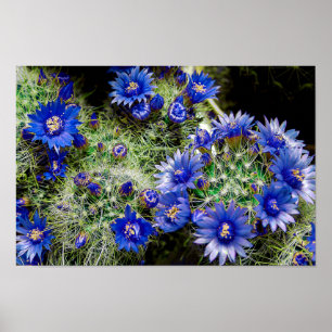 Plant van prachtige blauwe bloeiende cactus poster