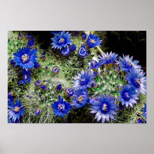 Plant van prachtige blauwe bloeiende cactus poster (Voorkant)