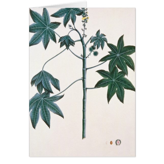 Plant van ricinusolie, c.1801-4 (Voorkant)