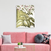 Plant van tabak van de soort "Hortus Eystettensis" Canvas Afdruk (Insitu (Woonkamer))