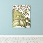 Plant van tabak van de soort "Hortus Eystettensis" Canvas Afdruk (Insitu (Houten vloer))