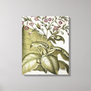 Plant van tabak van de soort "Hortus Eystettensis" Canvas Afdruk