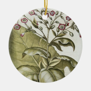 Plant van tabak van de soort "Hortus Eystettensis" Keramisch Ornament