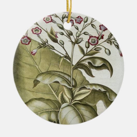 Plant van tabak van de soort "Hortus Eystettensis" Keramisch Ornament (Voorkant)