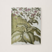 Plant van tabak van de soort "Hortus Eystettensis" Legpuzzel (Verticaal)