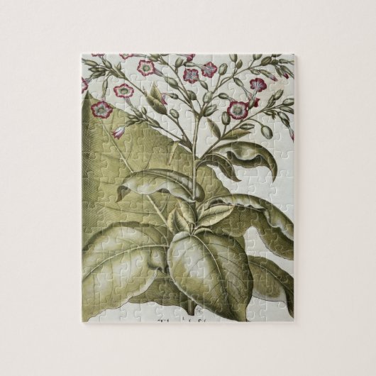 Plant van tabak van de soort "Hortus Eystettensis" Legpuzzel (Verticaal)