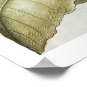 Plant van tabak van de soort "Hortus Eystettensis" Poster (Hoek)