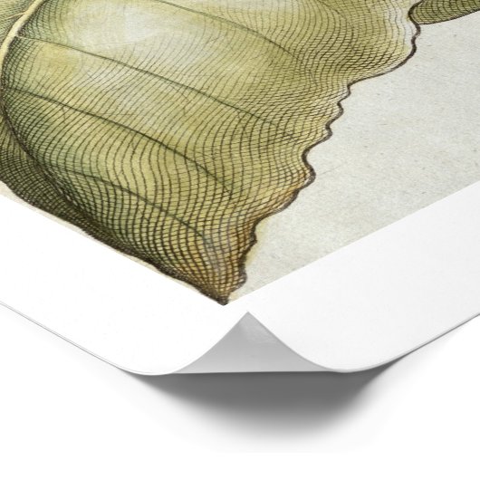 Plant van tabak van de soort "Hortus Eystettensis" Poster (Hoek)