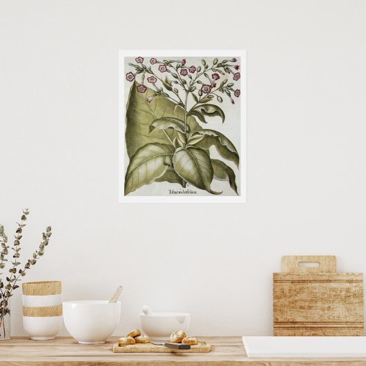 Plant van tabak van de soort "Hortus Eystettensis" Poster (Keuken)