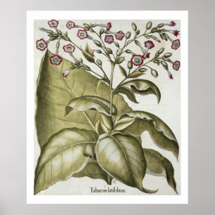 Plant van tabak van de soort "Hortus Eystettensis" Poster