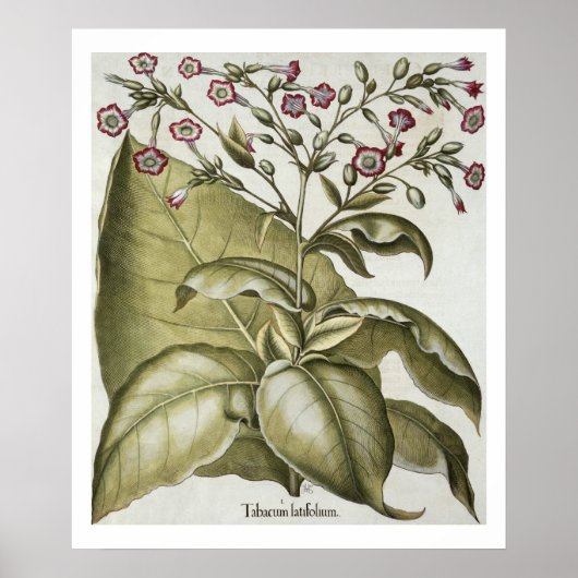 Plant van tabak van de soort "Hortus Eystettensis" Poster (Voorkant)