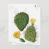 Plant van woestijn Cactus Patroon  Briefkaart (Voorkant / Achterkant)