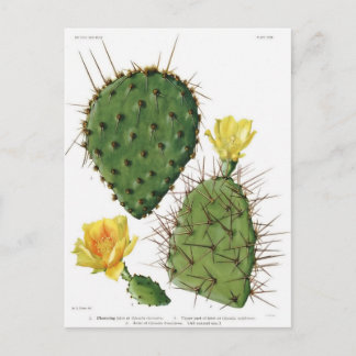 Plant van woestijn Cactus Patroon Briefkaart