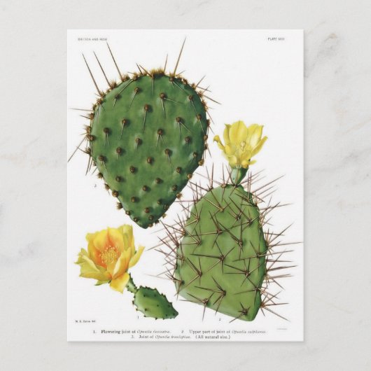 Plant van woestijn Cactus Patroon  Briefkaart (Voorkant)