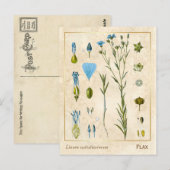  Plant Vlas botanisch Briefkaart (Voorkant / Achterkant)