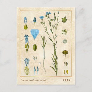 Plant Vlas botanisch Briefkaart