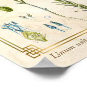  Plant Vlas botanisch Poster (Hoek)