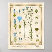  Plant Vlas botanisch Poster (Voorkant)
