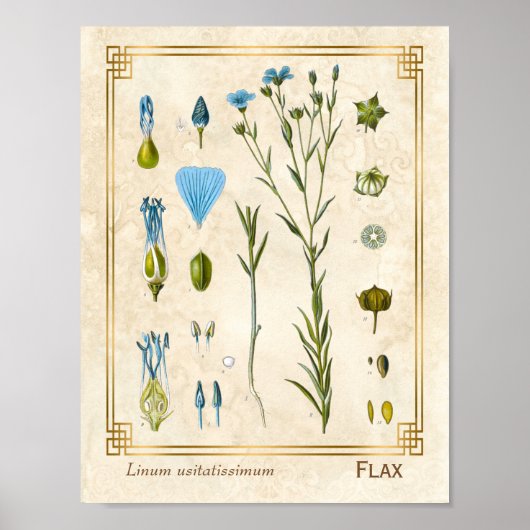  Plant Vlas botanisch Poster (Voorkant)