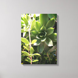 Plant voor kippen en kippen op Canvas Afdruk