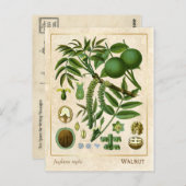  Plant Walnootboom Botanisch Briefkaart (Voorkant / Achterkant)