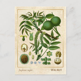 Plant Walnootboom Botanisch Briefkaart